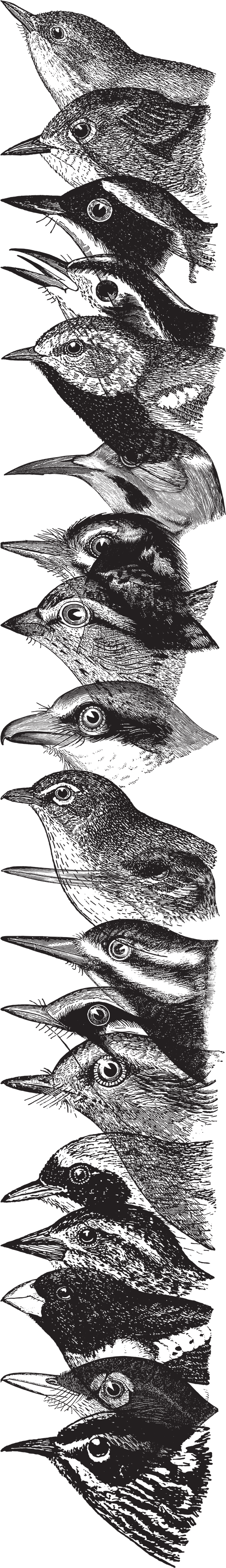 Q&acirc;f birds